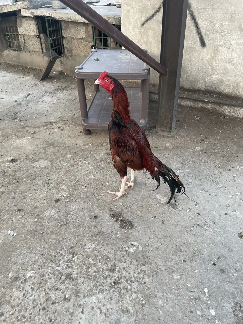 Lakha aseel — photo 2