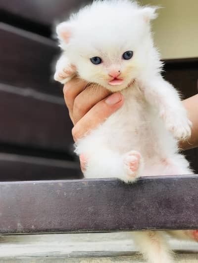 3 male healthy kittens available per cat 17000/-