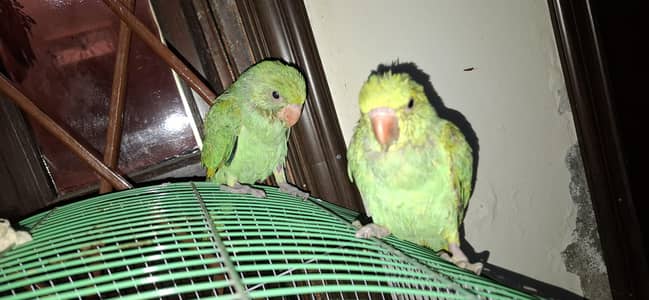 Ringneck Hand tame Pair