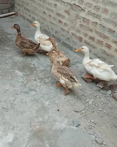 Breeder Desi Ducks