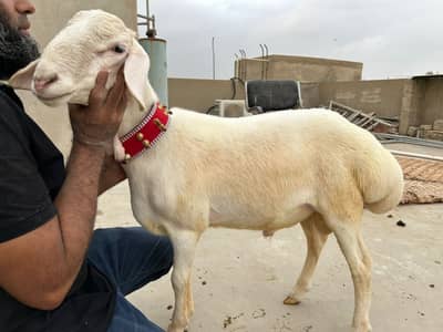 Turkish sheep fat Tail