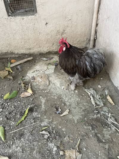 Bantam pair