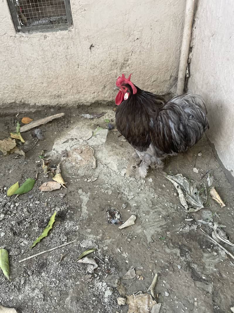 Bantam pair 0