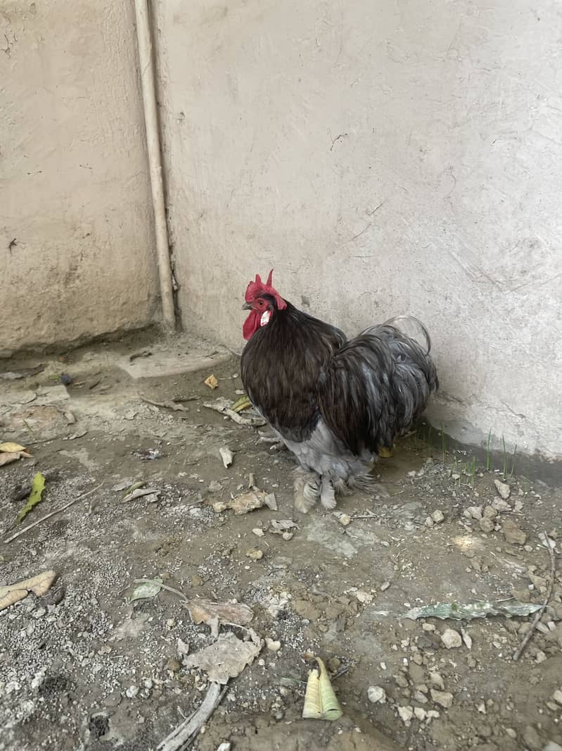 Bantam pair 1