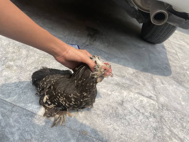 Bantam pair 2