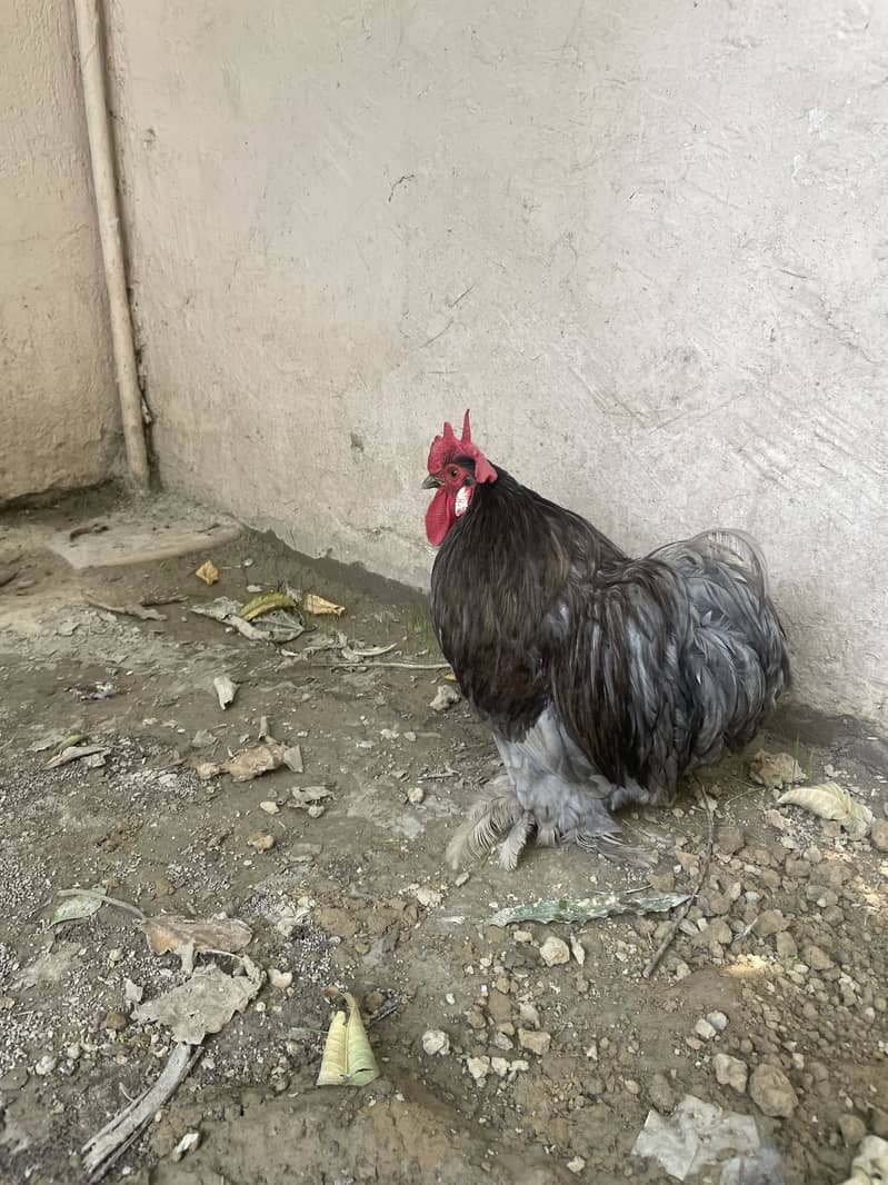 Bantam pair 3