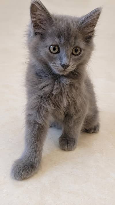 Beautiful grey hair kitten playful