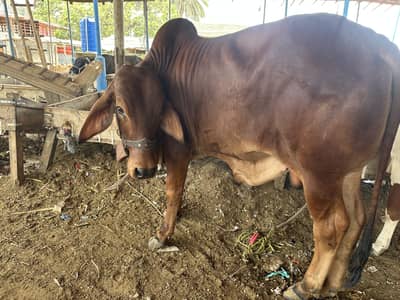 KHEERA BACHRA BACHIA 2027 KI QURBANI KAY KIYA HAZIR HAY