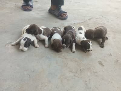 Pointer puppies for sale 23000.