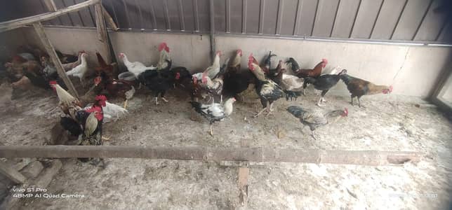 Aseel and Mix breed for sale