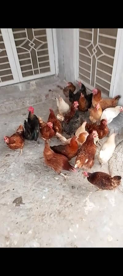 Desi hens for sale