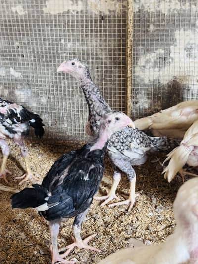 Shamo chicks | for sale | coco Chena color shamo chicks