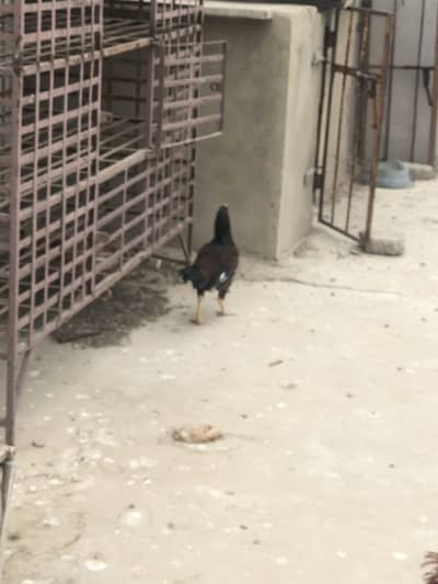 Hens hain