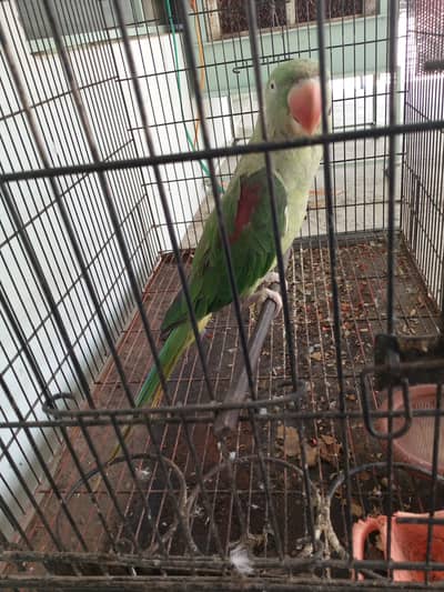 Kashmiri ring female for sale