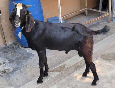 Desi bakra for sale 1600 per kg