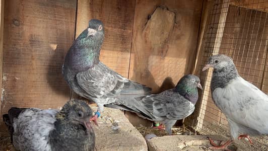 Pigeon all setup for sal hain