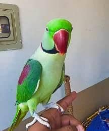 raw hand tamed talking male
