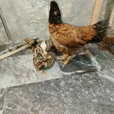 aseel murgi and seven chosay for sale