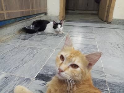 Orange Cat 