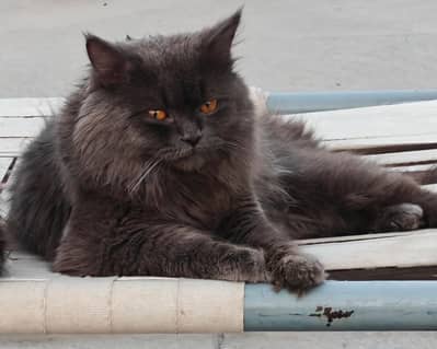 persian cat with triple coat