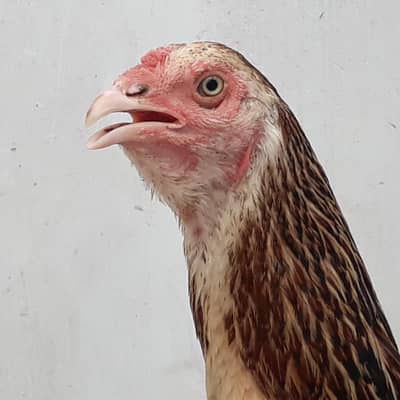 aseel hen with chicks