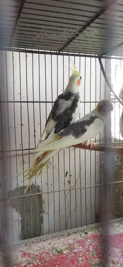 Cocatiel for sale