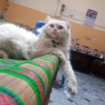 playful trained toilet active cat