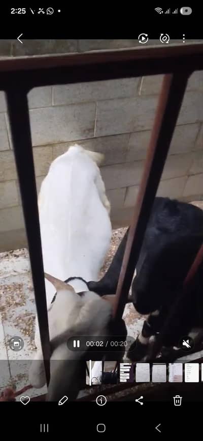 goats 4 months