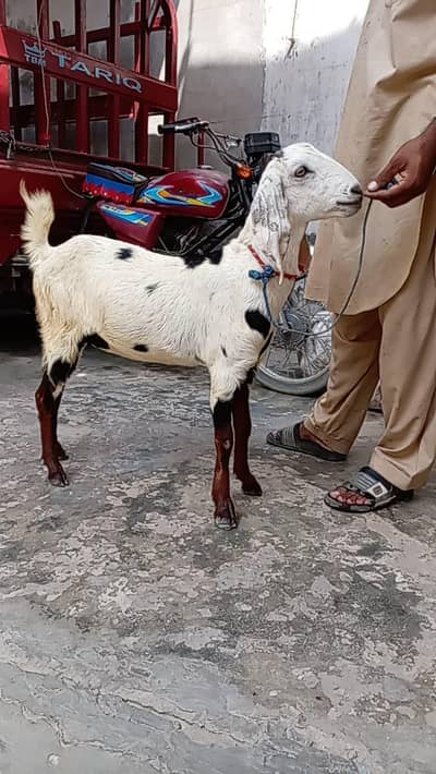 bakri