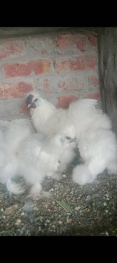 black and white silkie