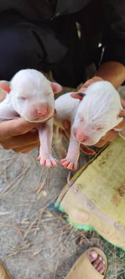 gultair puppy