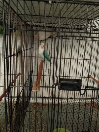 Home breeder and Active birds