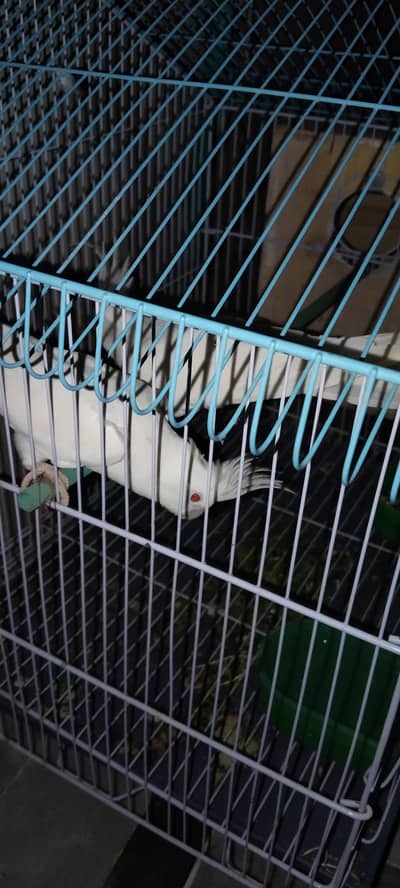 cocktail red eyes pure white pair hy andy dety hn