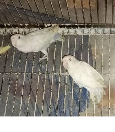 2 Lovebird patha for sale, Age 6 months, Parrents Cremino aur Decino,