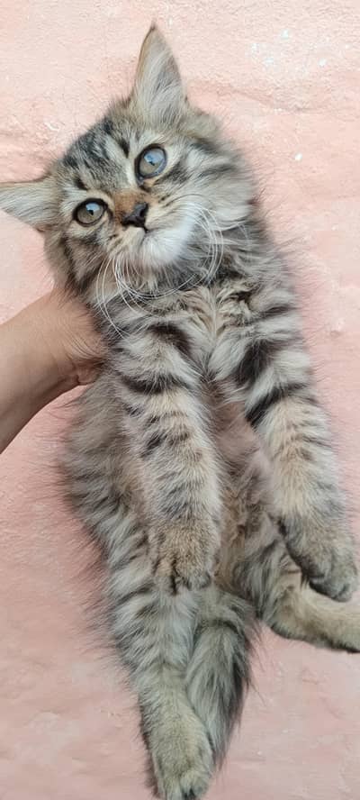 Persian triple coat kitten