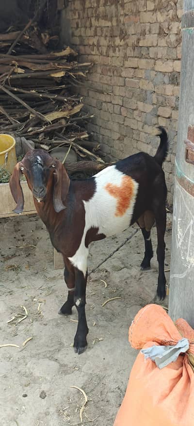 beautiful goat sale