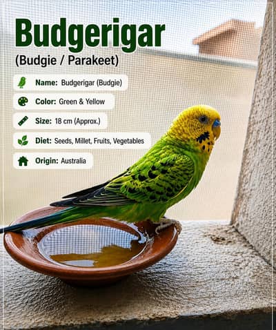 Beautiful Green Budgerigar (Budgie) Available for Sale