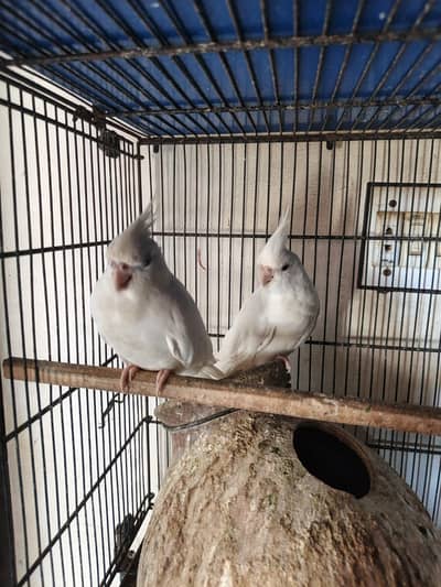 Red Eye Cocktail breeder pair for sale