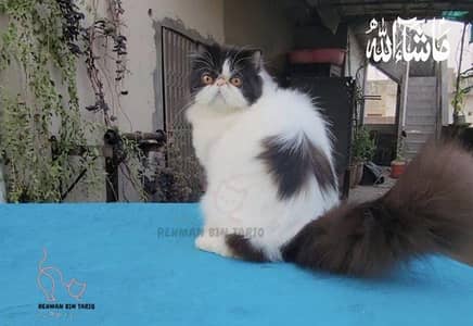 3 month male persian kitten for sale