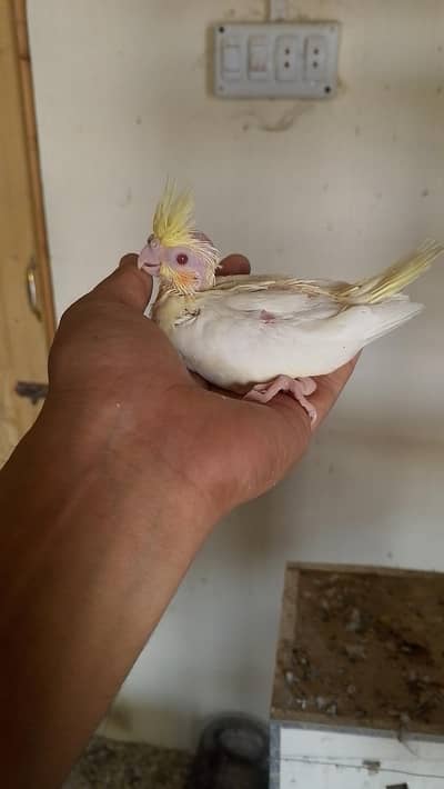 cocktail chicks for sale