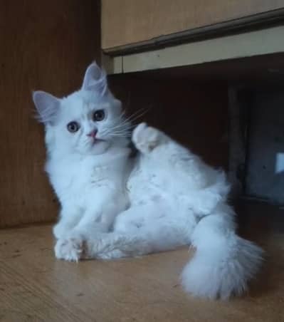 Persian kitten/ Triple coated kitten/ white kitten female kitten