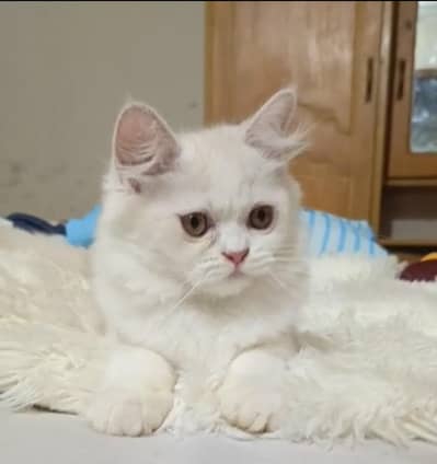 Persian kitten/ Triple coated kitten/ white kitten female kitten
