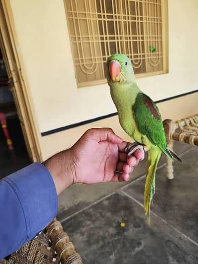 Raw parrot 