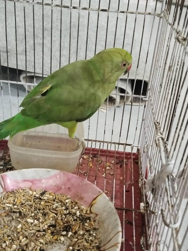 parrot 0