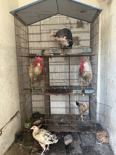 Big Hen /Bird Cage With Animals (Deal offer)