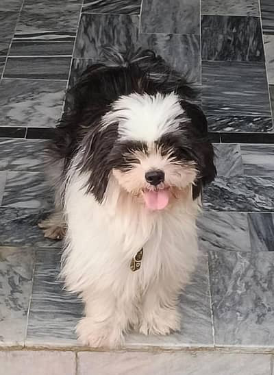 shitzu dog family dog