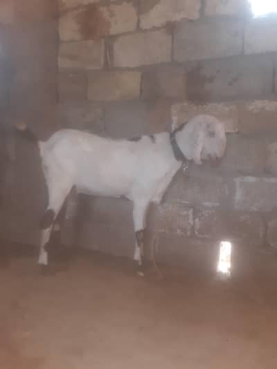 beatal bakri for sale