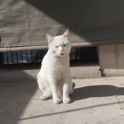 spayed cat for adoption