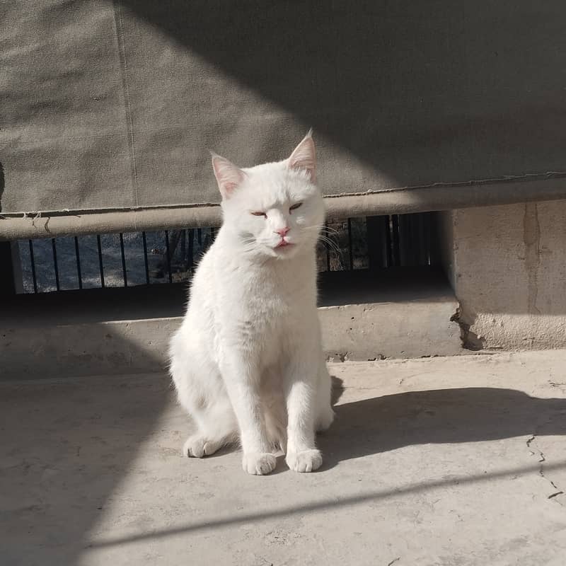 spayed cat for adoption 0