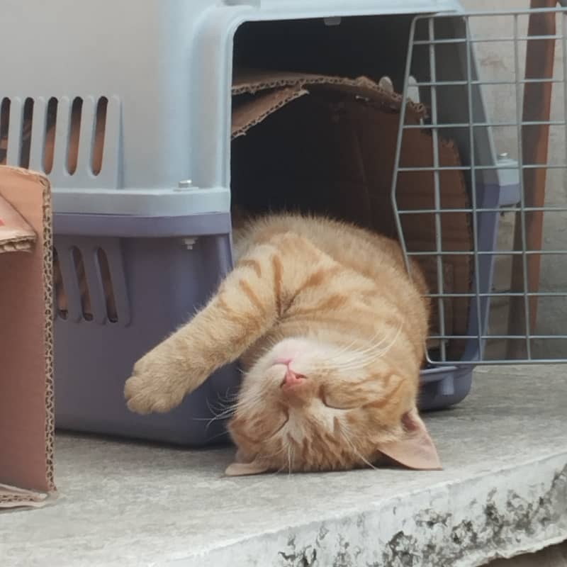 spayed cat for adoption 1